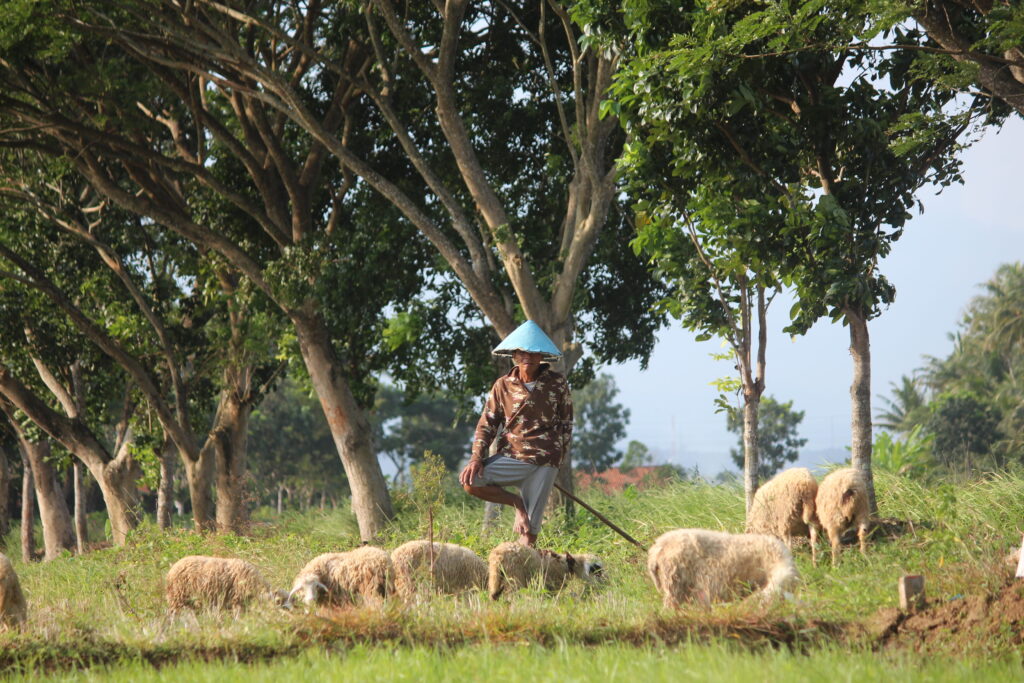 gambar penggembala kambing di rumput ilustrasi keteladanan Nabi Musa