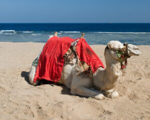 gambar untak duduk dengan pelana contoh syarat sutrah pembatas shalat