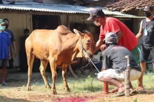 gambar sapi hendak disembelih sesuai kandungan hadits arbain ke-17